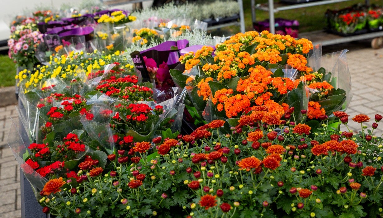 Eine buntsortierte Auswahl an blühenden Topfpflanzen und Blumen in leuchtenden Farben wie Orange, Rot, Gelb und Violett ist im Freien auf Tischen aufgereiht.