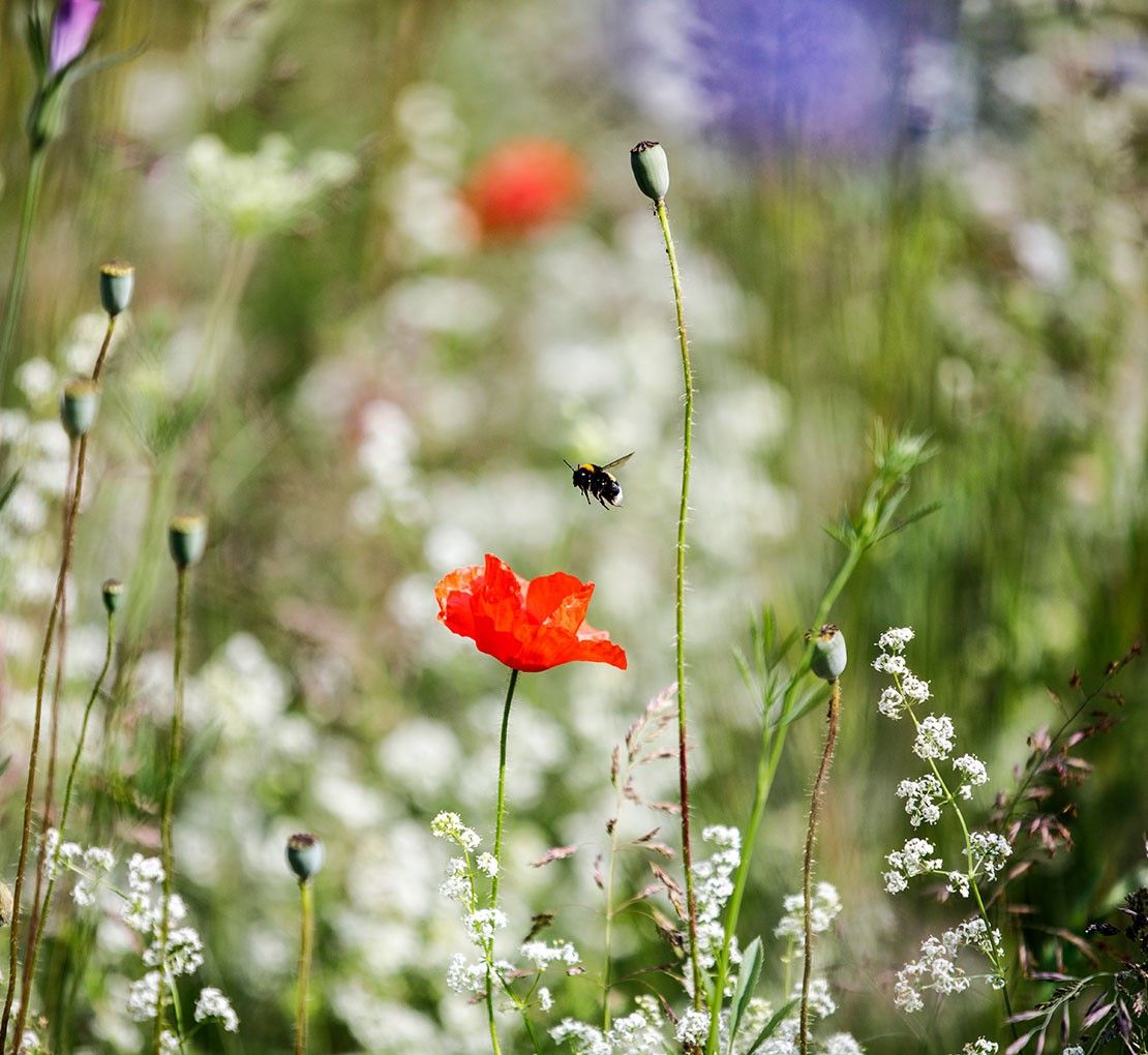 Image-Wildblumenwiese-Vonovia.jpg