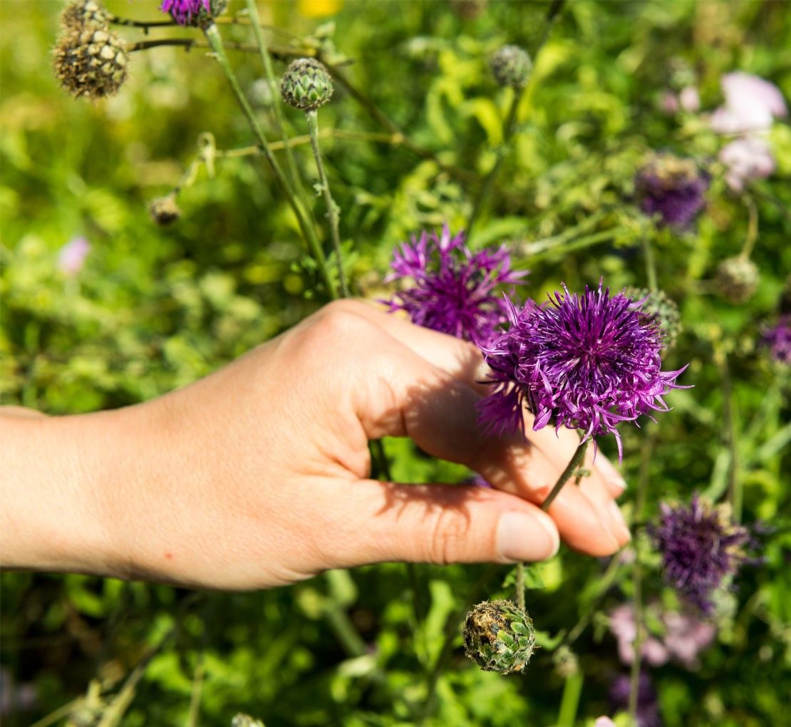 Hand hält lila Blume in einem grünen Garten.