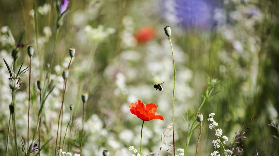 Editorial-Gallery-Wildblumenwiesen-Hannover-03.jpg
